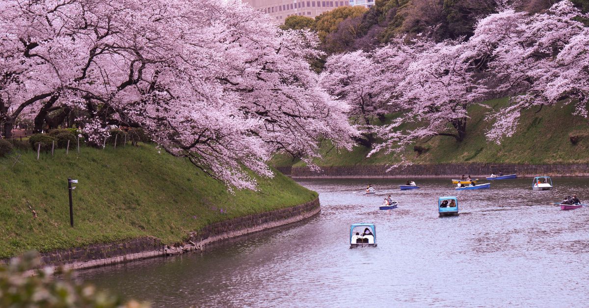 tokyo cherry blossom season