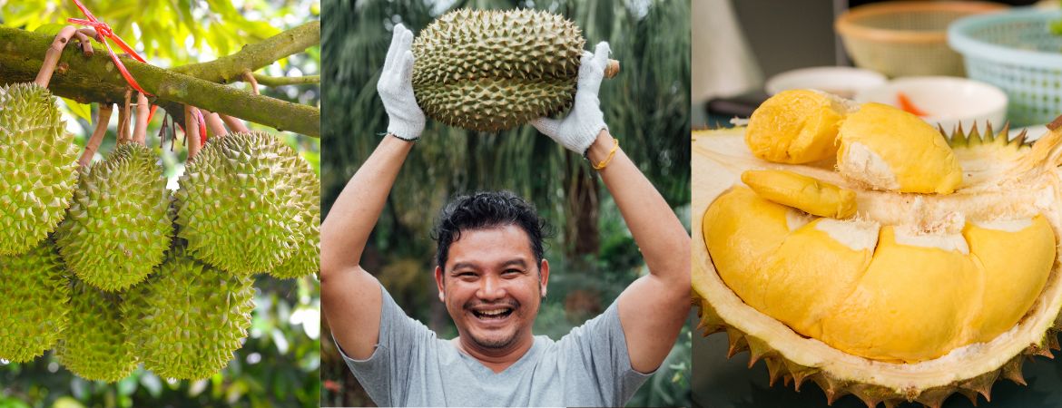 Durian Delights in Singapore: Your Guide to Eating, Buying & Delivery