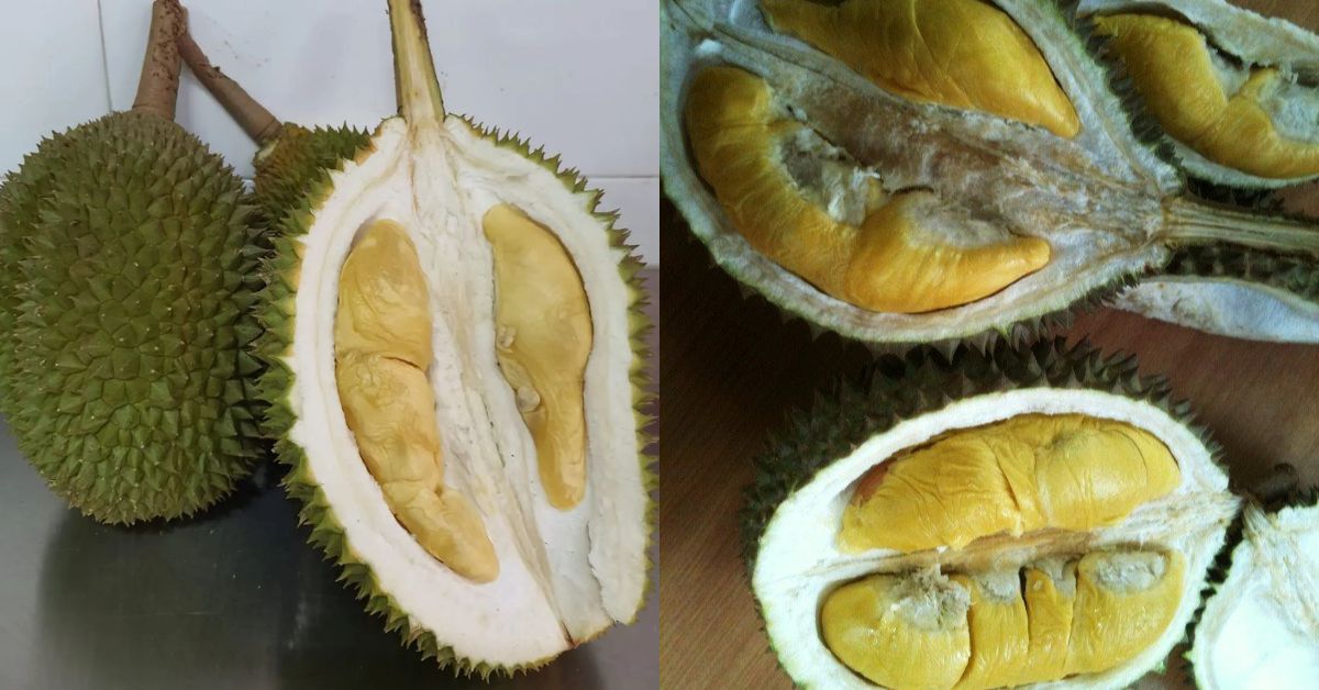 Combat Durian - Mao Shan Wang durian Singapore