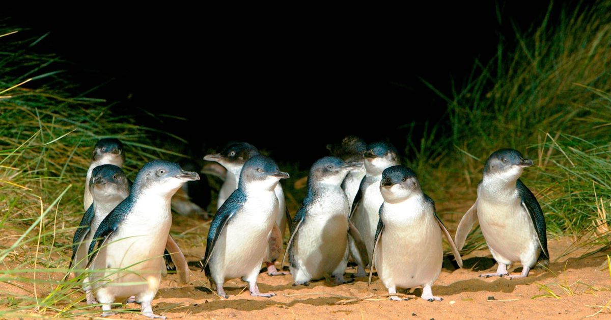 Phillip Island’s Penguin Parade: Noctourism in Australia