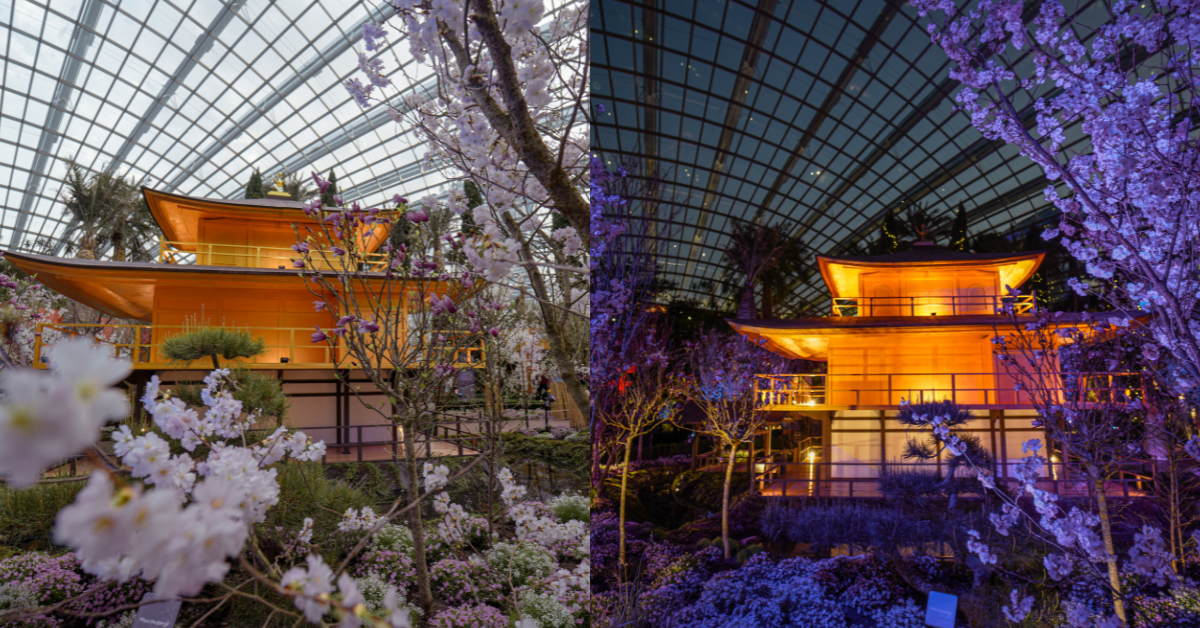 Sakura Floral Display At Gardens By The Bay - Day To Night Kyoto Experience 