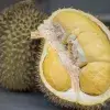 where to eat durian in singapore